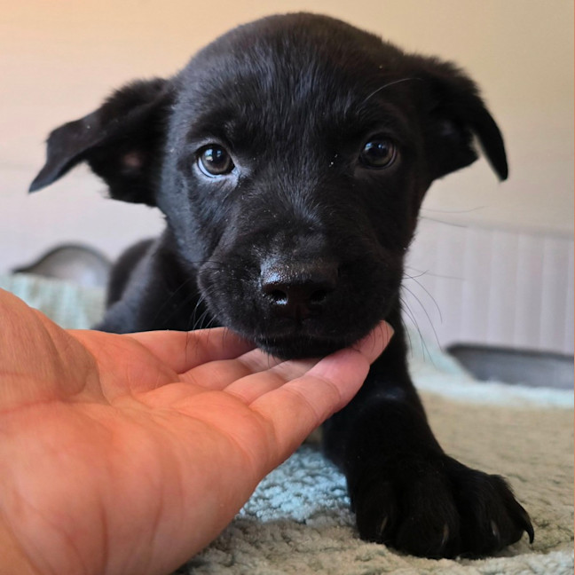 Photo of Fozzie Bear