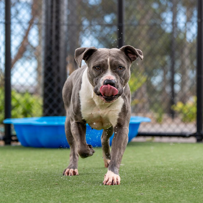 Photo of Lacey Imp 1824