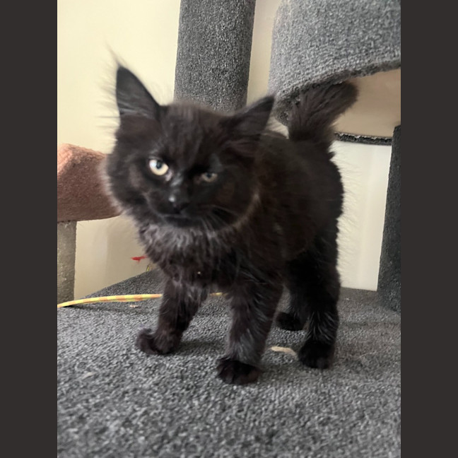 Photo of Nico