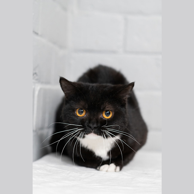 Photo of Muppet