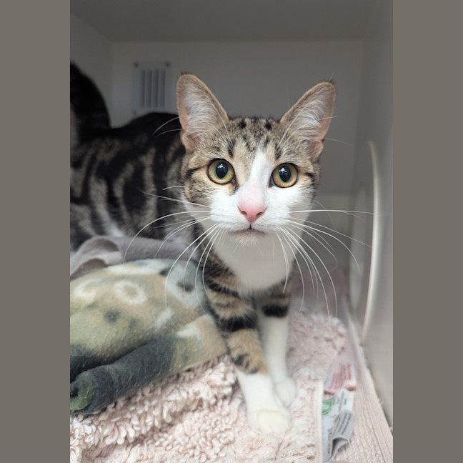 Photo of Whiskey