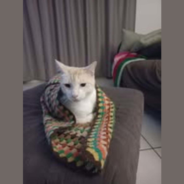 Photo of Simba