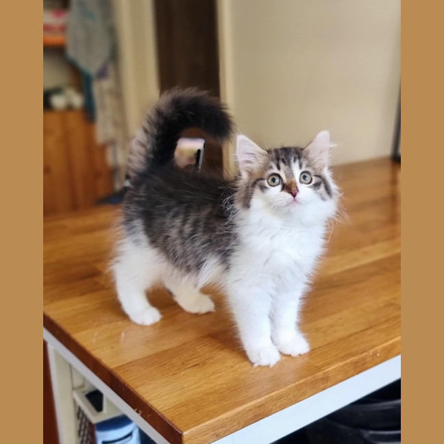 Photo of Mish   Located In Coburg