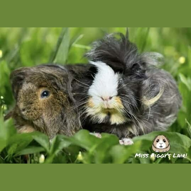 Photo of Chi Chi & Smokey