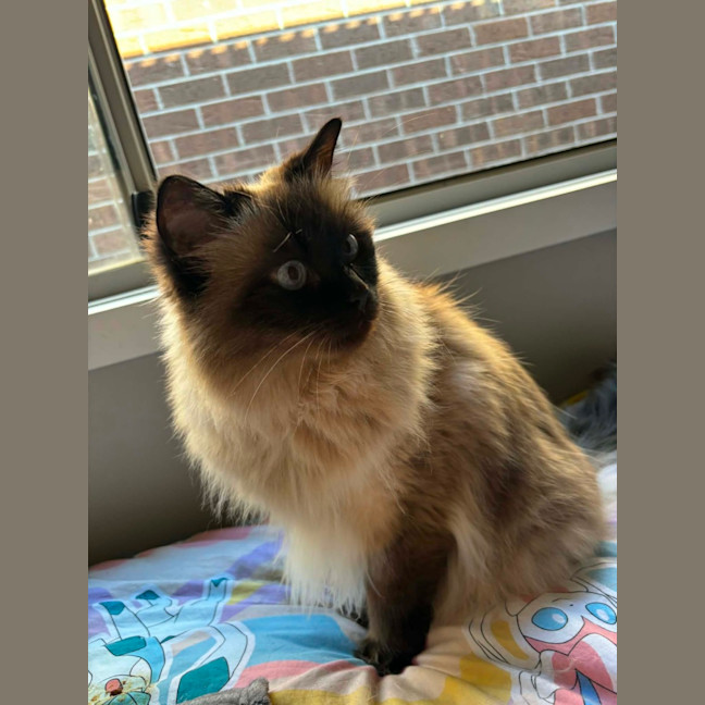 Photo of Bella