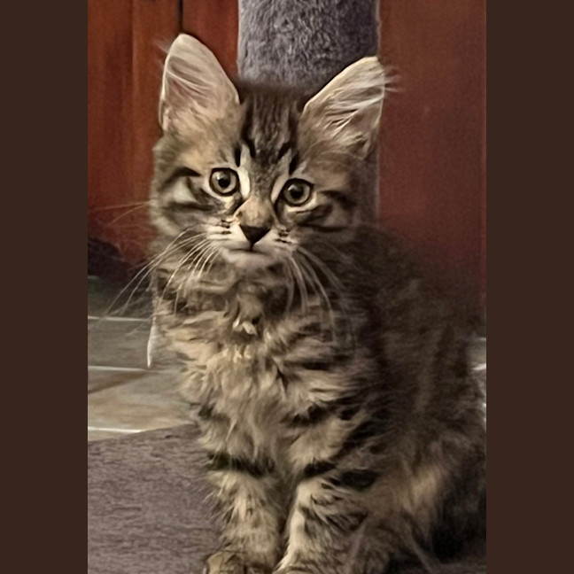 Photo of Juniper