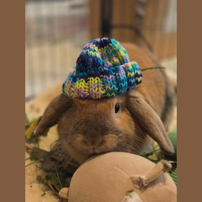 Photo of Bunbuns