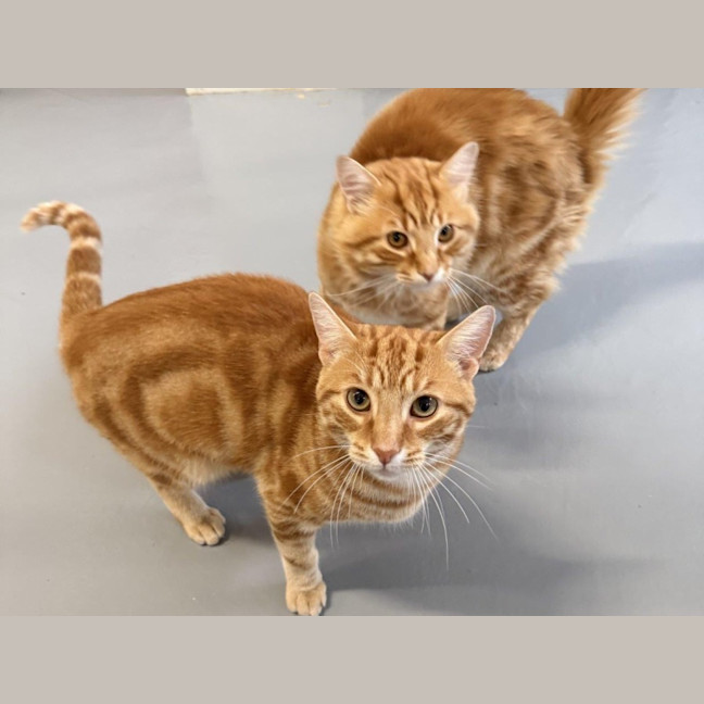 Photo of Antonio Bulleau