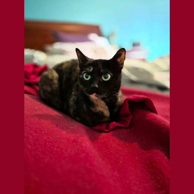 Photo of Middy ** 2nd Chance Cat Rescue**