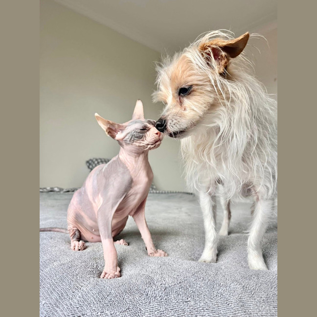 Photo of Echo (Was Roxanne)