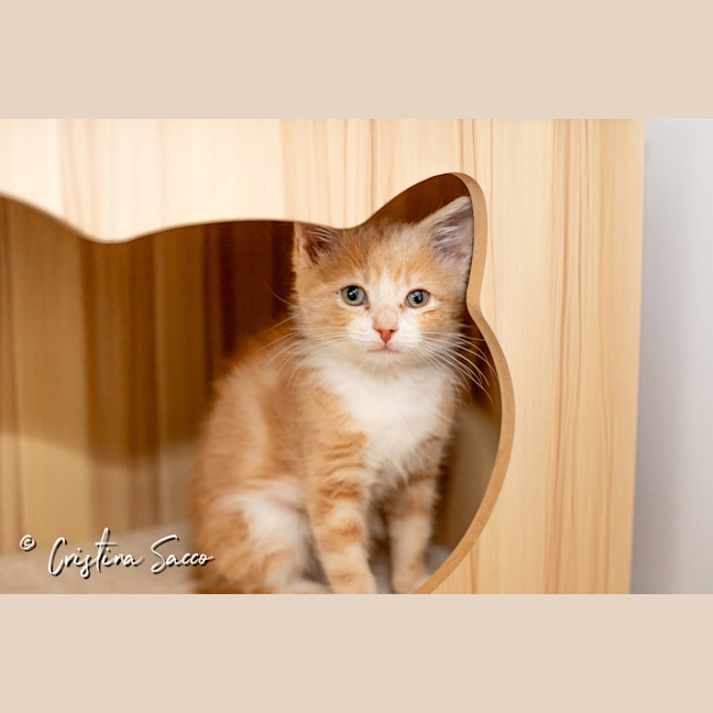 Photo of Butterscotch
