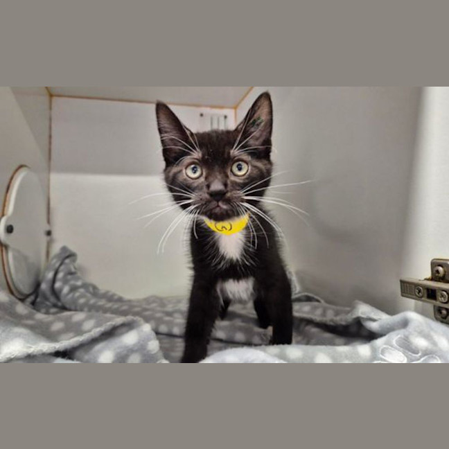 Photo of Dash