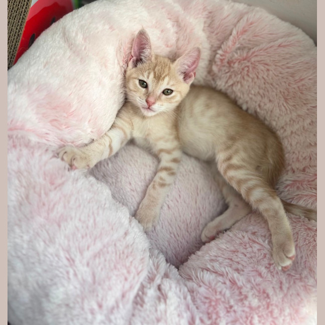 Photo of Peter Rabbit 