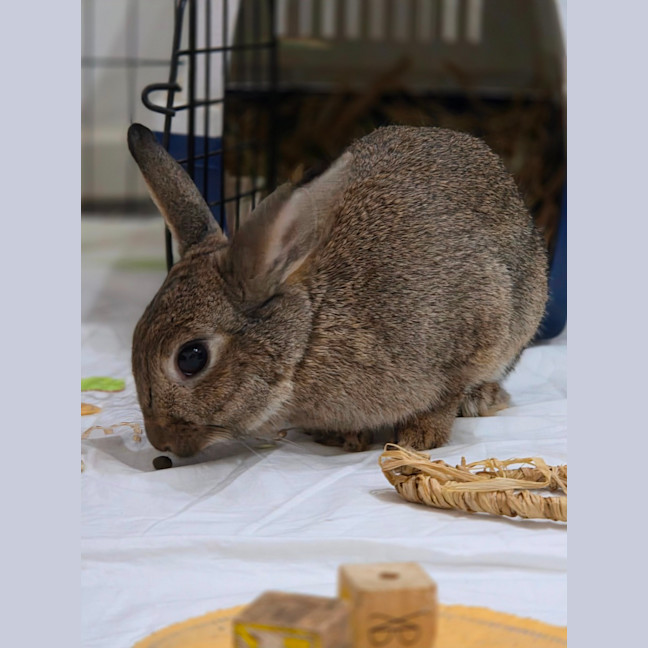 Photo of Kole & Zestful Wildy 