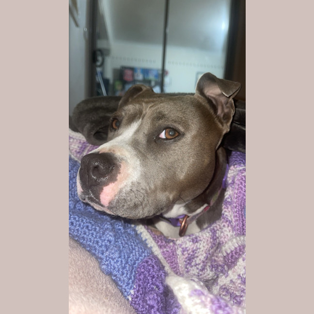 Photo of Tilly