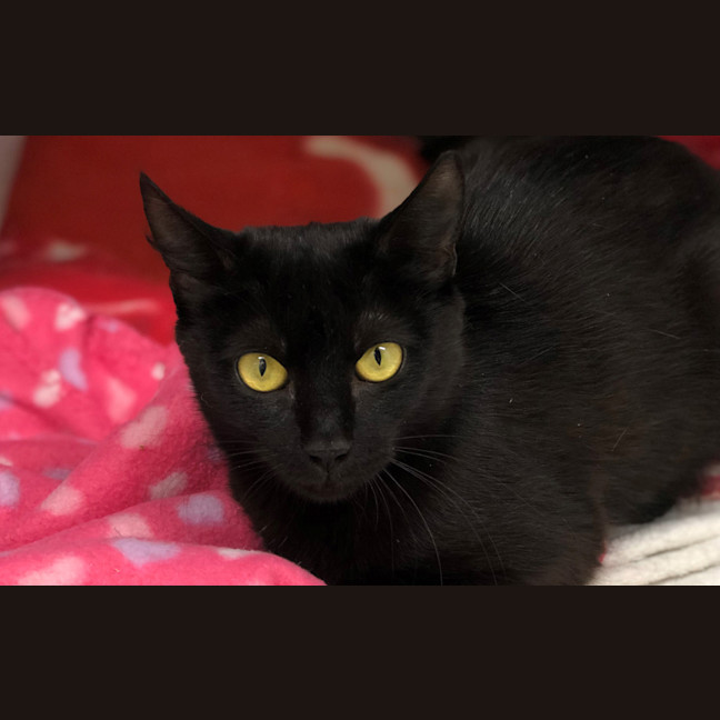 Photo of Shaeila