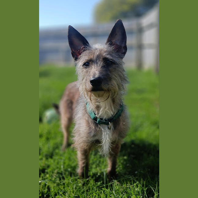 Photo of Dozer