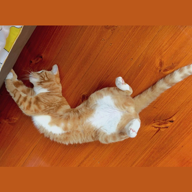 Photo of Archie