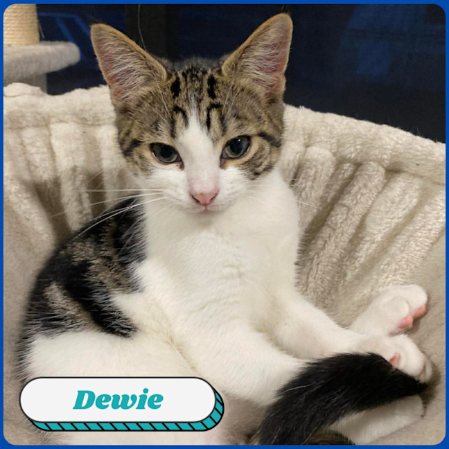 Photo of Dewie