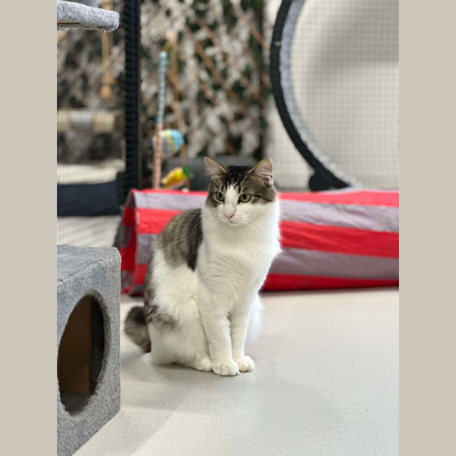 Photo of 🥥 Chester 5640 🥥