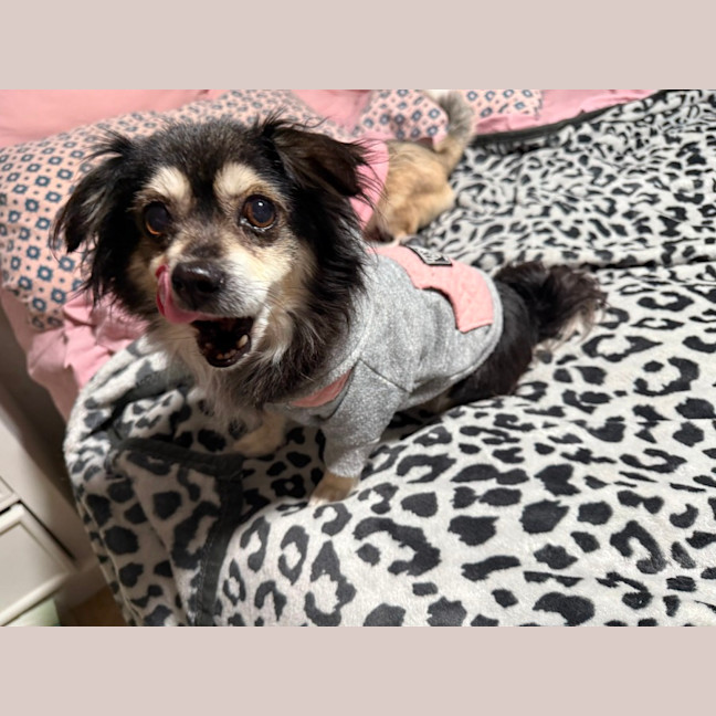 Photo of Sheila   5 Year Old Chihuahua X Pomeranian