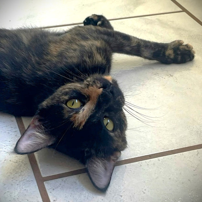 Photo of Tawny