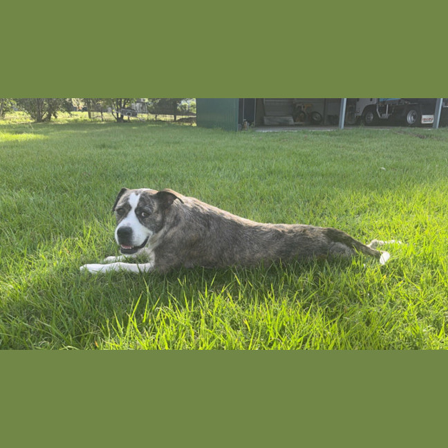 Photo of Lucy *$350 Adoption Fee*