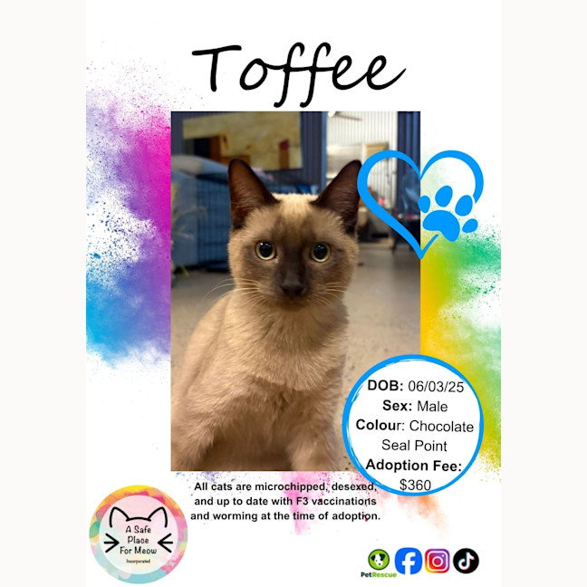 Photo of Toffee