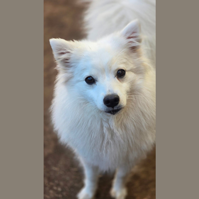 Photo of Daisy