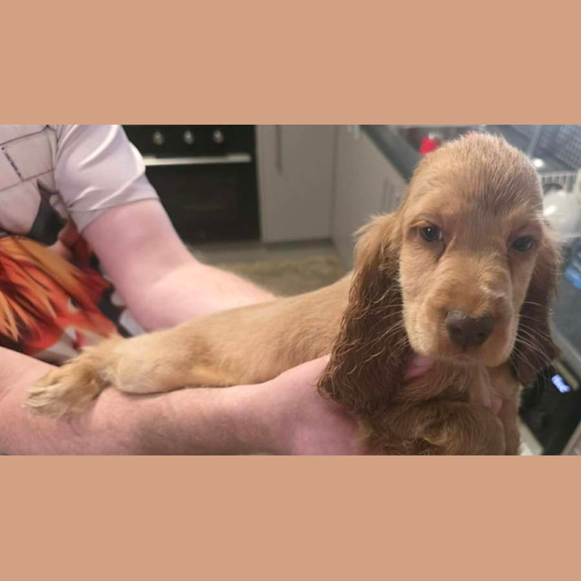 Photo of Prada