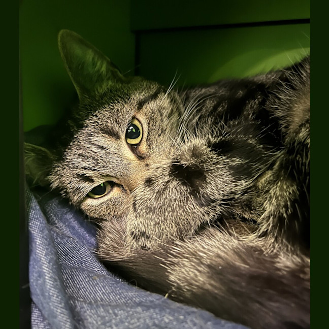 Photo of Bentley
