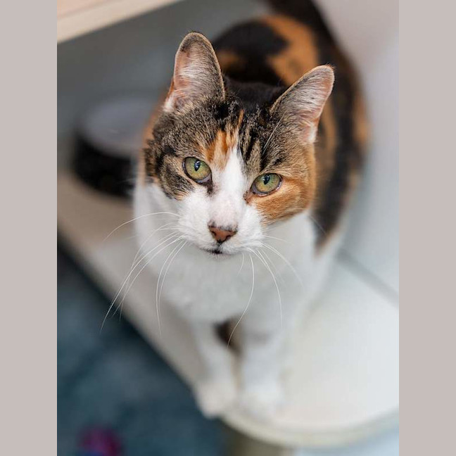 Photo of Pixel
