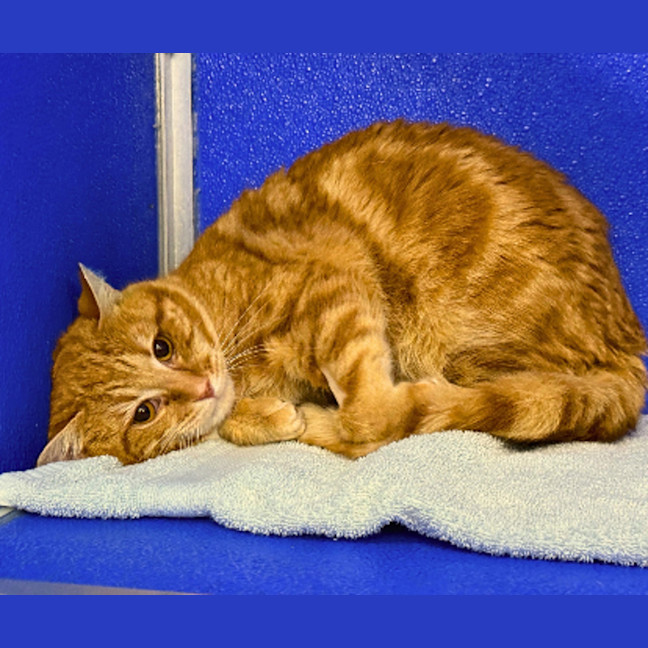 Photo of Garfield