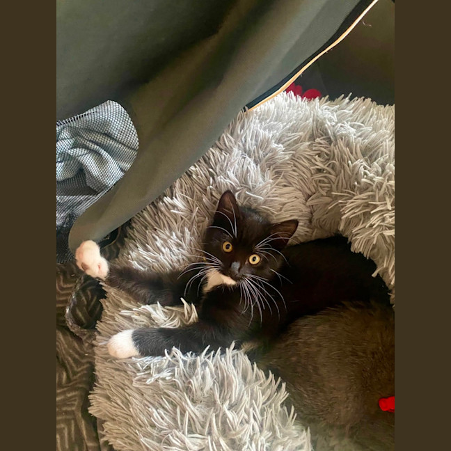 Photo of Kuro