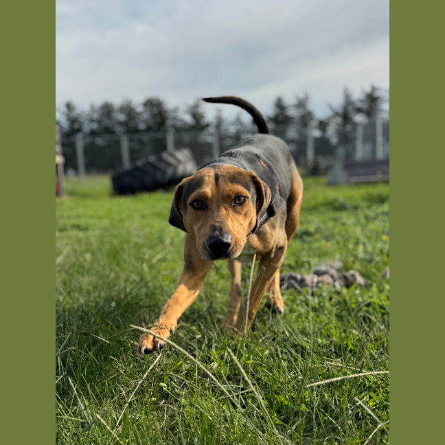 Photo of Scout