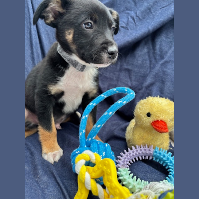 Photo of Scout