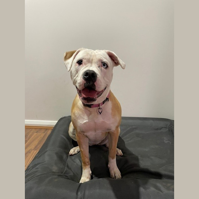 Photo of Aspen
