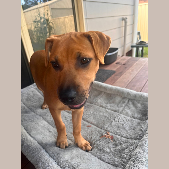 Photo of Josie   4 Month Old Mixed Breed