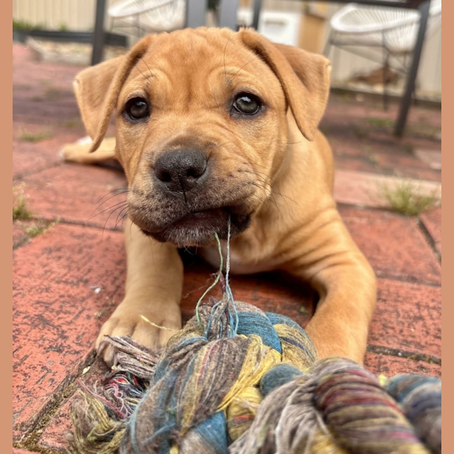 Photo of Winnie Roo