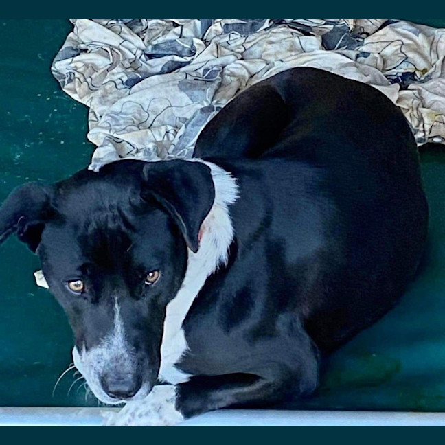 Photo of Luna