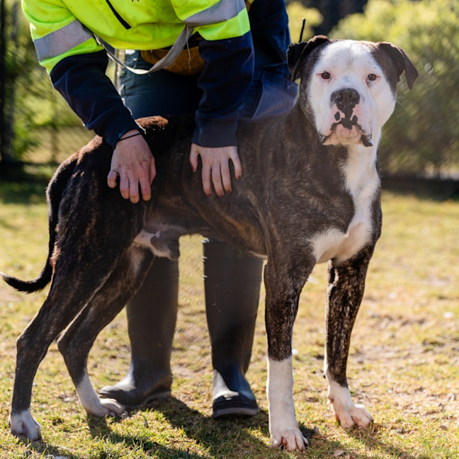 Photo of Cosmo Imp 1578