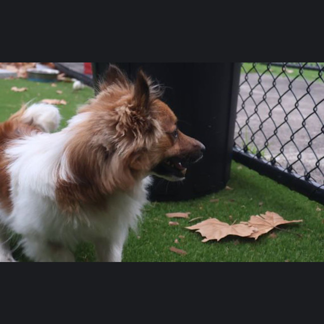 Photo of Alfie