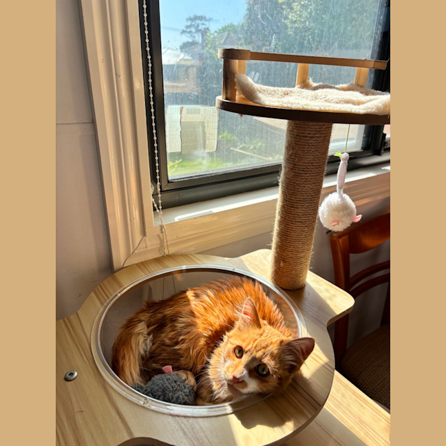 Photo of Sunny   Your Ray Of Sunshine