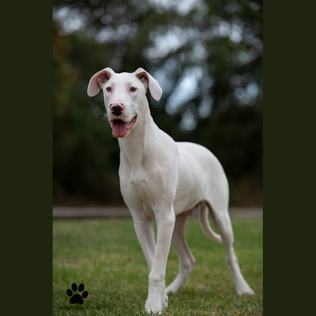 Photo of Ghost