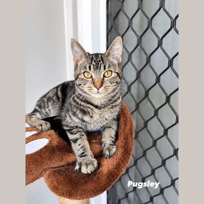 Photo of Pugsley