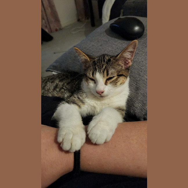 Photo of Peanut