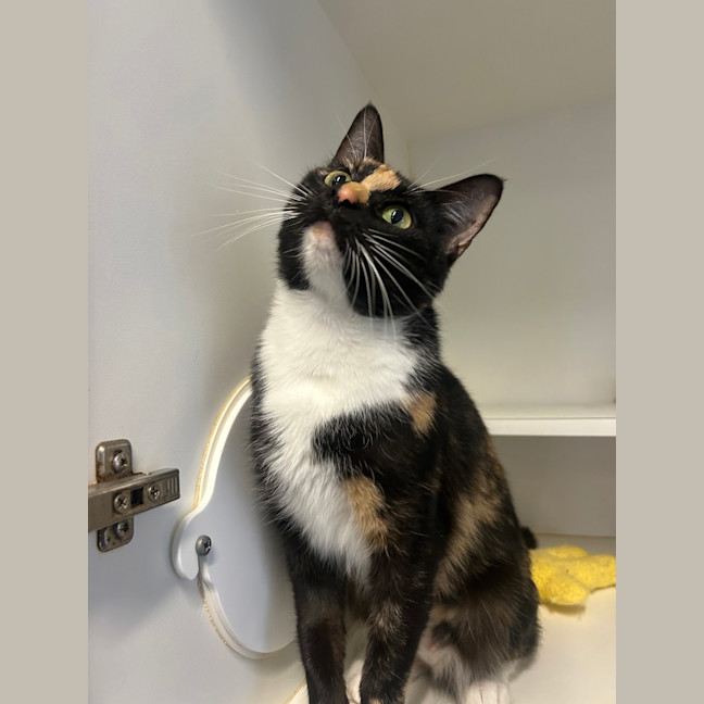 Photo of Brownie