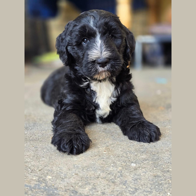 Photo of Orion   Old English Sheepdog Poodle Cross