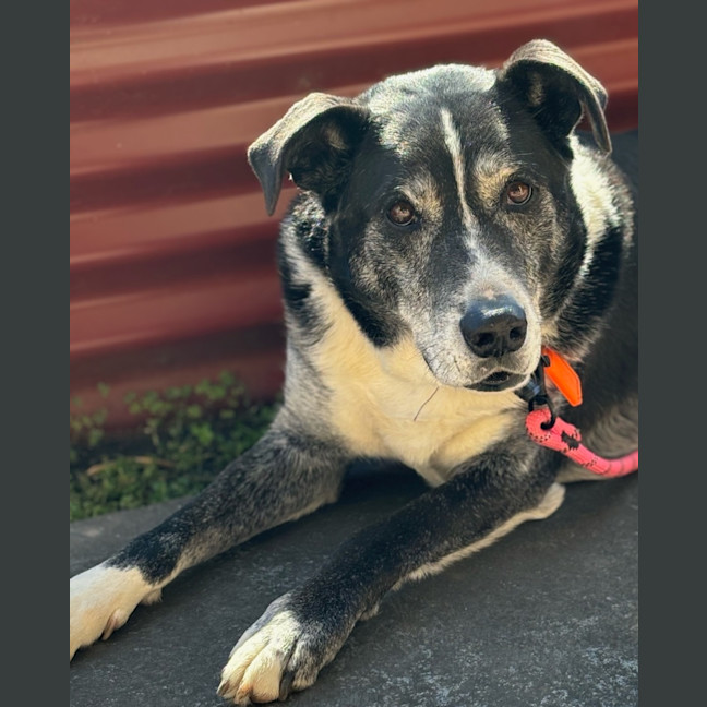 Photo of Carma (63892)