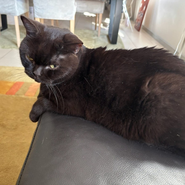 Photo of Chocolate Crackle